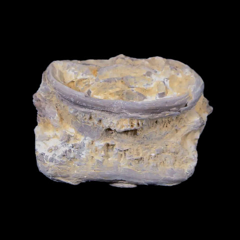 1.3" Xiphactinus Audax Fossil Vertebrae Cretaceous Era Fish Niobrara FM Kansas - Fossil Age Minerals