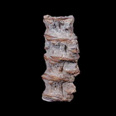 1.2" Xiphactinus Audax Fossil Vertebrae Cretaceous Era Fish Niobrara FM Kansas - Fossil Age Minerals