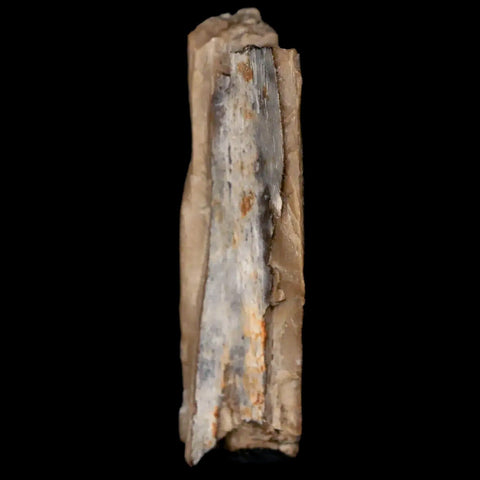 1" Oviraptor Fossil Bone Lance Creek Formation Wyoming Cretaceous Dinosaur COA - Fossil Age Minerals