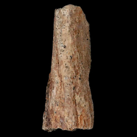 0.8" Oviraptor Fossil Bone Lance Creek Formation Wyoming Cretaceous Dinosaur COA