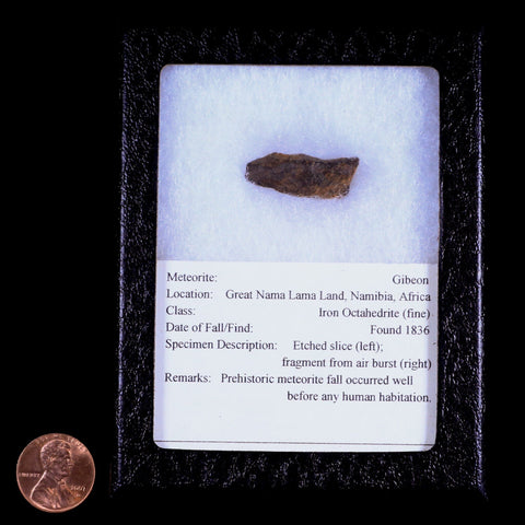 Gibeon Meteorite Specimen Riker Display Namibia Africa Meteorites 8.4 Grams - Fossil Age Minerals