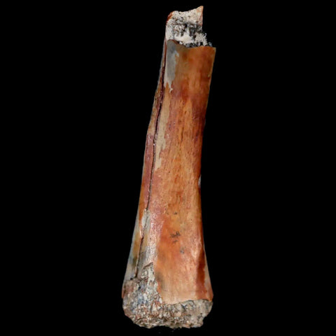 1.1" Raptor Fossil Limb Bone Judith River FM Cretaceous MT Dinosaur COA Display - Fossil Age Minerals