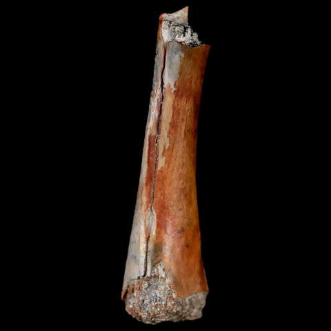 1.1" Raptor Fossil Limb Bone Judith River FM Cretaceous MT Dinosaur COA Display - Fossil Age Minerals