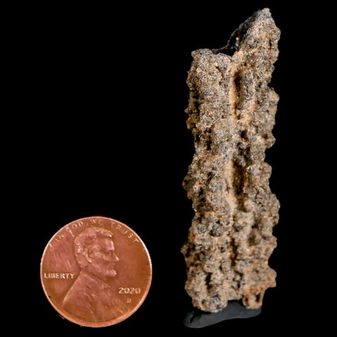 2.1" Fulgurite Petrified Lighting Strike Glass Sahara Desert Algeria - Fossil Age Minerals
