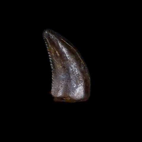 0.2" Dromaeosaurus Raptor Serrated Tooth Fossil Judith River FM MT COA & Display - Fossil Age Minerals