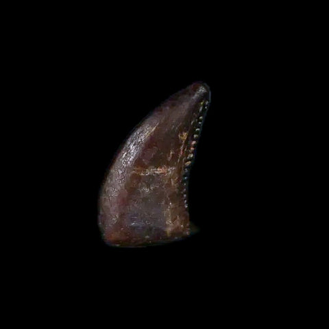 0.2" Dromaeosaurus Raptor Serrated Tooth Fossil Judith River FM MT COA & Display - Fossil Age Minerals