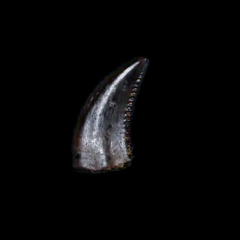 0.2" Saurornitholestes Raptor Serrated Tooth Fossil Judith River FM MT COA, Display - Fossil Age Minerals