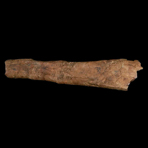 7.5" Dromaeosaurid Raptor Fossil Rib Bone Cretaceous Dinosaur Hell Creek MT COA - Fossil Age Minerals