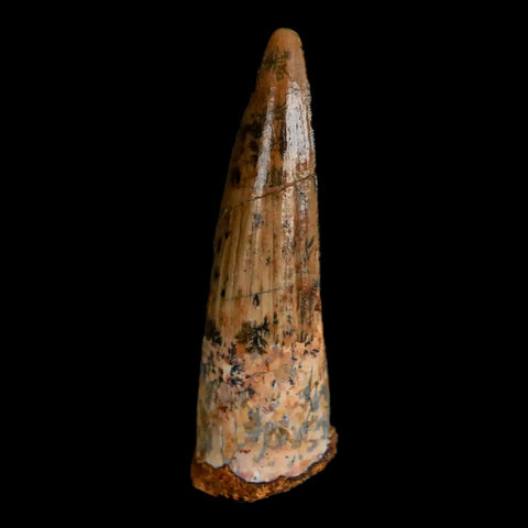 1.7" Spinosaurus Fossil Tooth 100 Mil Yrs Old Cretaceous Dinosaur COA & Stand - Fossil Age Minerals