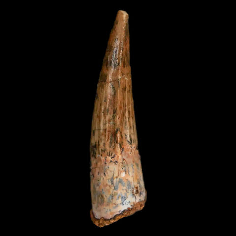 1.7" Spinosaurus Fossil Tooth 100 Mil Yrs Old Cretaceous Dinosaur COA & Stand - Fossil Age Minerals