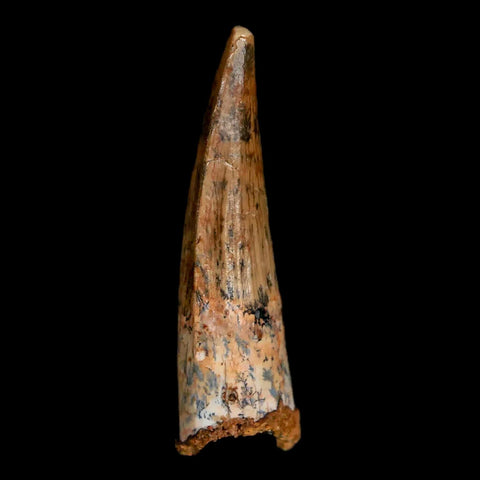 1.7" Spinosaurus Fossil Tooth 100 Mil Yrs Old Cretaceous Dinosaur COA & Stand - Fossil Age Minerals