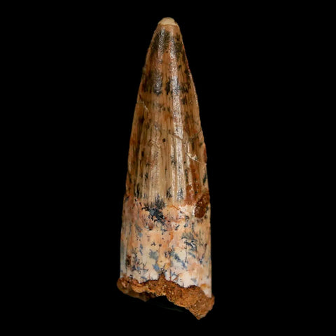 1.7" Spinosaurus Fossil Tooth 100 Mil Yrs Old Cretaceous Dinosaur COA & Stand - Fossil Age Minerals