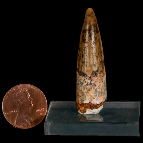 1.7" Spinosaurus Fossil Tooth 100 Mil Yrs Old Cretaceous Dinosaur COA & Stand - Fossil Age Minerals