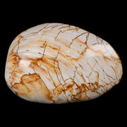 2.8" Clam Fossil Polished Jurassic Madagascar Bivalve Mollusk 150 Million Years Old