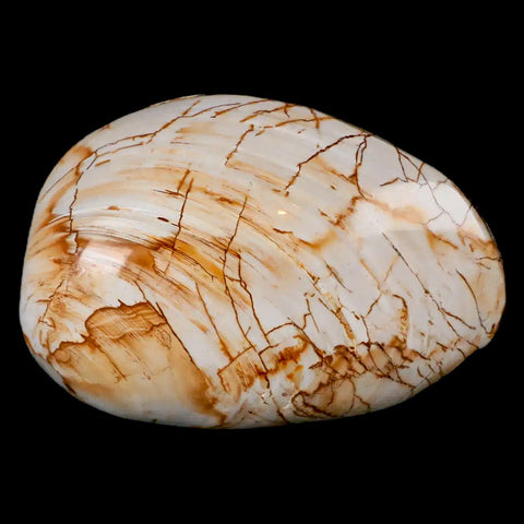 2.8" Clam Fossil Polished Jurassic Madagascar Bivalve Mollusk 150 Million Years Old - Fossil Age Minerals