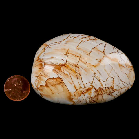 2.8" Clam Fossil Polished Jurassic Madagascar Bivalve Mollusk 150 Million Years Old - Fossil Age Minerals