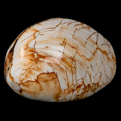 2.8" Clam Fossil Polished Jurassic Madagascar Bivalve Mollusk 150 Million Years Old - Fossil Age Minerals