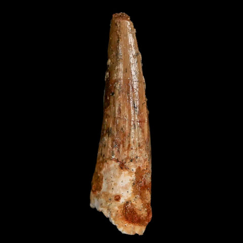 1.5" Spinosaurus Fossil Tooth 100 Mil Yrs Old Cretaceous Dinosaur COA & Stand - Fossil Age Minerals