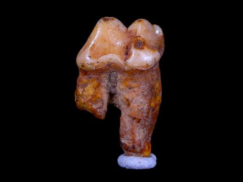 1.2" Extinct Cave Bear Ursus Spelaeus Pre-Molar Tooth Rooted Pleistocene Age COA - Fossil Age Minerals