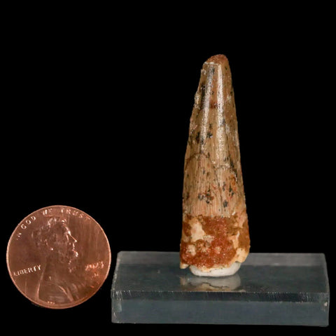 1.5" Spinosaurus Fossil Tooth 100 Mil Yrs Old Cretaceous Dinosaur COA & Stand - Fossil Age Minerals