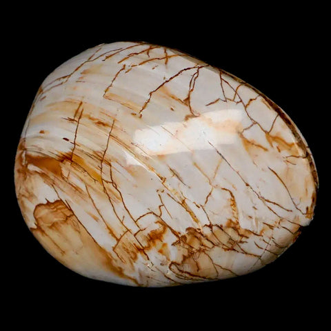 2.8" Clam Fossil Polished Jurassic Madagascar Bivalve Mollusk 150 Million Years Old - Fossil Age Minerals