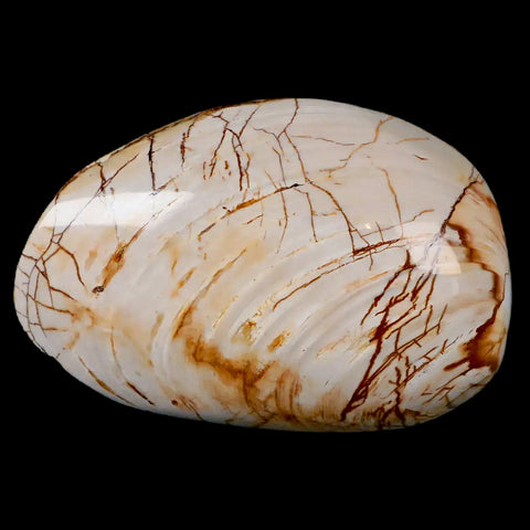 2.8" Clam Fossil Polished Jurassic Madagascar Bivalve Mollusk 150 Million Years Old - Fossil Age Minerals