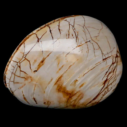 2.8" Clam Fossil Polished Jurassic Madagascar Bivalve Mollusk 150 Million Years Old - Fossil Age Minerals