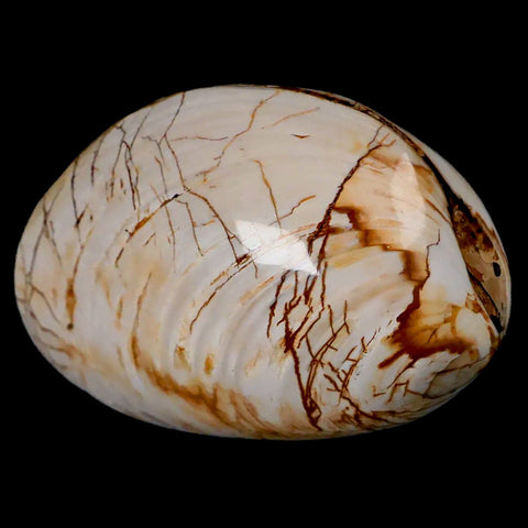 2.8" Clam Fossil Polished Jurassic Madagascar Bivalve Mollusk 150 Million Years Old - Fossil Age Minerals