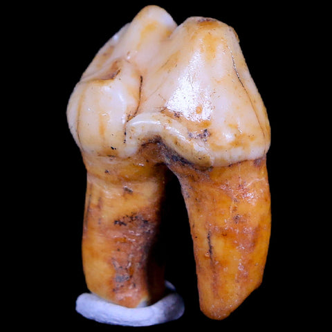 1" Extinct Cave Bear Ursus Spelaeus Pre-Molar Tooth Rooted Pleistocene Age COA - Fossil Age Minerals