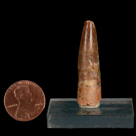 1.5" Spinosaurus Fossil Tooth 100 Mil Yrs Old Cretaceous Dinosaur COA & Stand - Fossil Age Minerals