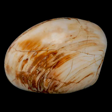 2.7" Clam Fossil Polished Jurassic Madagascar Bivalve Mollusk 150 Million Years Old