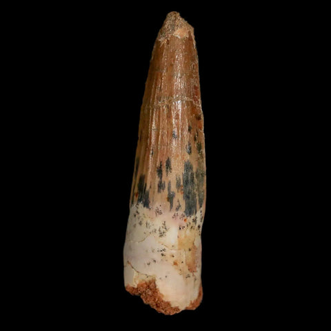 1.7" Spinosaurus Fossil Tooth 100 Mil Yrs Old Cretaceous Dinosaur COA & Stand - Fossil Age Minerals