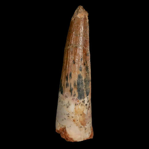 1.7" Spinosaurus Fossil Tooth 100 Mil Yrs Old Cretaceous Dinosaur COA & Stand - Fossil Age Minerals