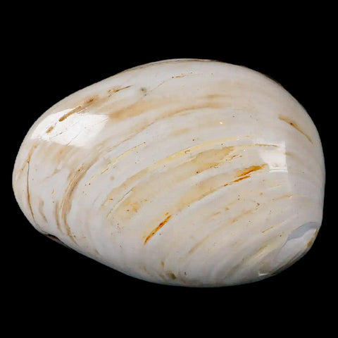 2.8" Clam Fossil Polished Jurassic Madagascar Bivalve Mollusk 150 Million Years Old - Fossil Age Minerals