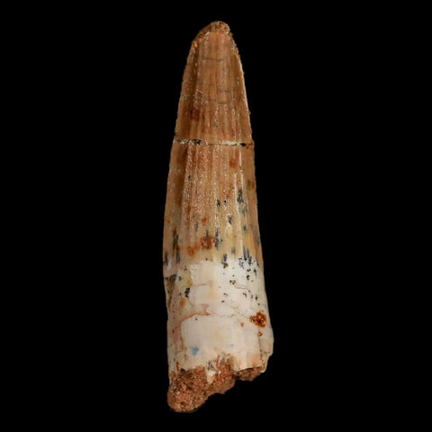 1.7" Spinosaurus Fossil Tooth 100 Mil Yrs Old Cretaceous Dinosaur COA & Stand - Fossil Age Minerals