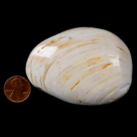 2.8" Clam Fossil Polished Jurassic Madagascar Bivalve Mollusk 150 Million Years Old - Fossil Age Minerals