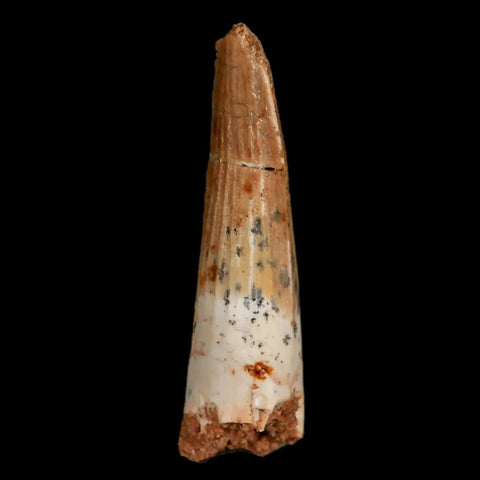 1.7" Spinosaurus Fossil Tooth 100 Mil Yrs Old Cretaceous Dinosaur COA & Stand - Fossil Age Minerals