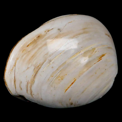 2.8" Clam Fossil Polished Jurassic Madagascar Bivalve Mollusk 150 Million Years Old - Fossil Age Minerals