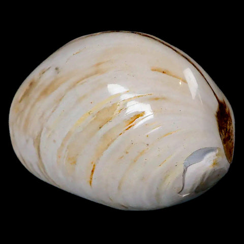 2.8" Clam Fossil Polished Jurassic Madagascar Bivalve Mollusk 150 Million Years Old - Fossil Age Minerals