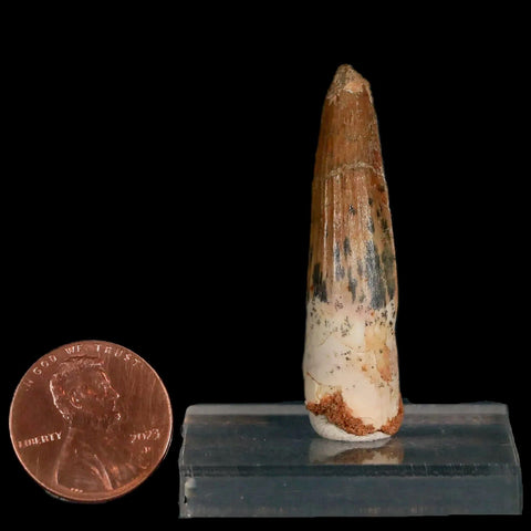 1.7" Spinosaurus Fossil Tooth 100 Mil Yrs Old Cretaceous Dinosaur COA & Stand - Fossil Age Minerals