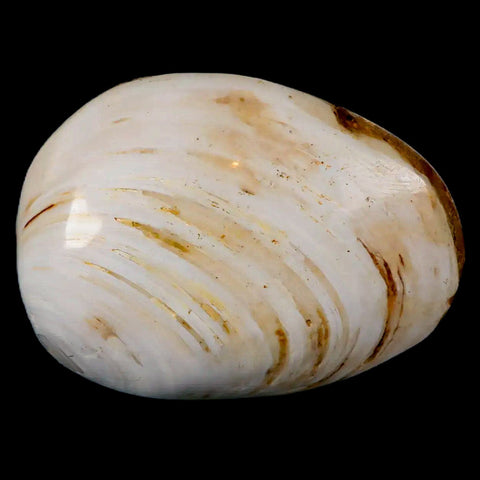 2.8" Clam Fossil Polished Jurassic Madagascar Bivalve Mollusk 150 Million Years Old - Fossil Age Minerals