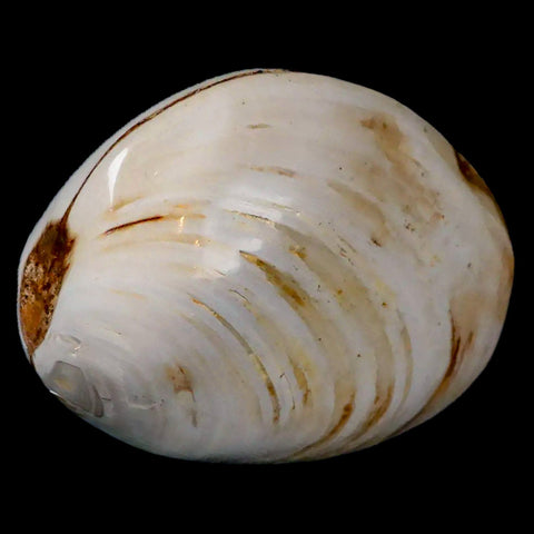 2.8" Clam Fossil Polished Jurassic Madagascar Bivalve Mollusk 150 Million Years Old - Fossil Age Minerals