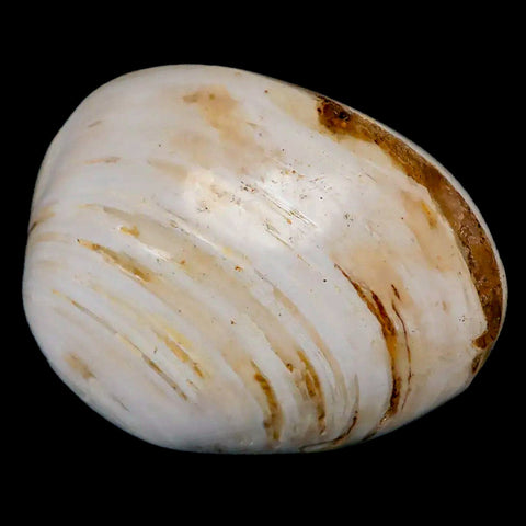 2.8" Clam Fossil Polished Jurassic Madagascar Bivalve Mollusk 150 Million Years Old - Fossil Age Minerals