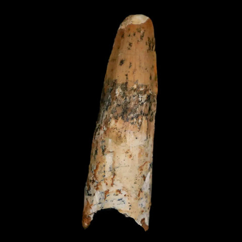 1.8" Spinosaurus Fossil Tooth 100 Mil Yrs Old Cretaceous Dinosaur COA & Stand - Fossil Age Minerals