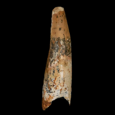 1.8" Spinosaurus Fossil Tooth 100 Mil Yrs Old Cretaceous Dinosaur COA & Stand - Fossil Age Minerals