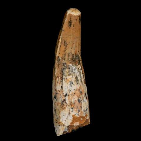 1.8" Spinosaurus Fossil Tooth 100 Mil Yrs Old Cretaceous Dinosaur COA & Stand - Fossil Age Minerals