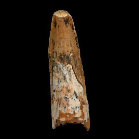 1.8" Spinosaurus Fossil Tooth 100 Mil Yrs Old Cretaceous Dinosaur COA & Stand - Fossil Age Minerals