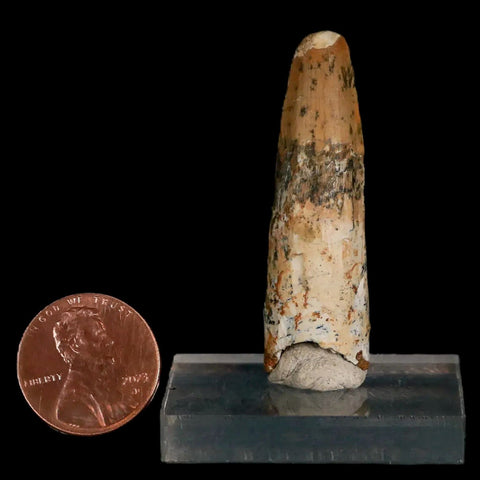 1.8" Spinosaurus Fossil Tooth 100 Mil Yrs Old Cretaceous Dinosaur COA & Stand - Fossil Age Minerals