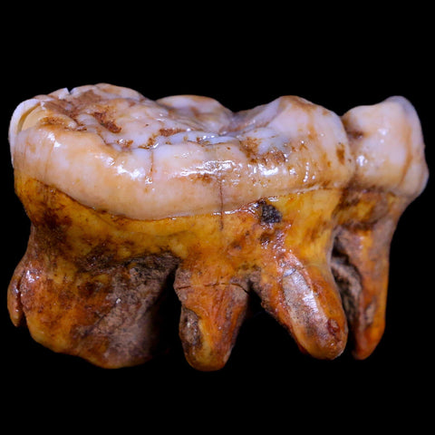 1.8" Extinct Cave Bear Ursus Spelaeus Molar Tooth Rooted Pleistocene Age COA - Fossil Age Minerals