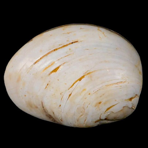 2.8" Clam Fossil Polished Jurassic Madagascar Bivalve Mollusk 150 Million Years Old - Fossil Age Minerals